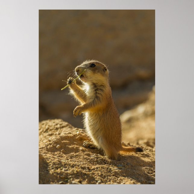 Affiches Bébé chien de prairie mangeant, Arizona (Devant)