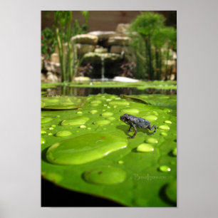 Affiches Bébé crapaud dans l'étang