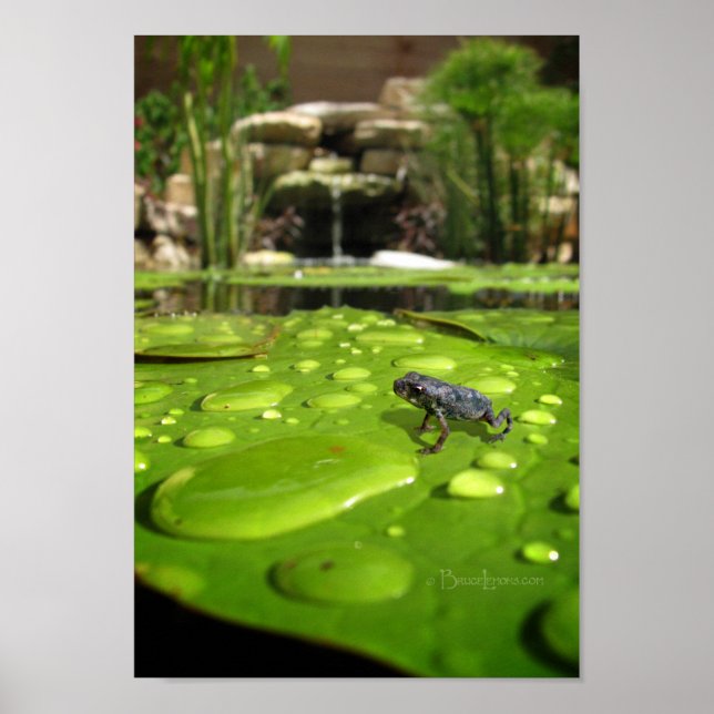 Affiches Bébé crapaud dans l'étang (Devant)