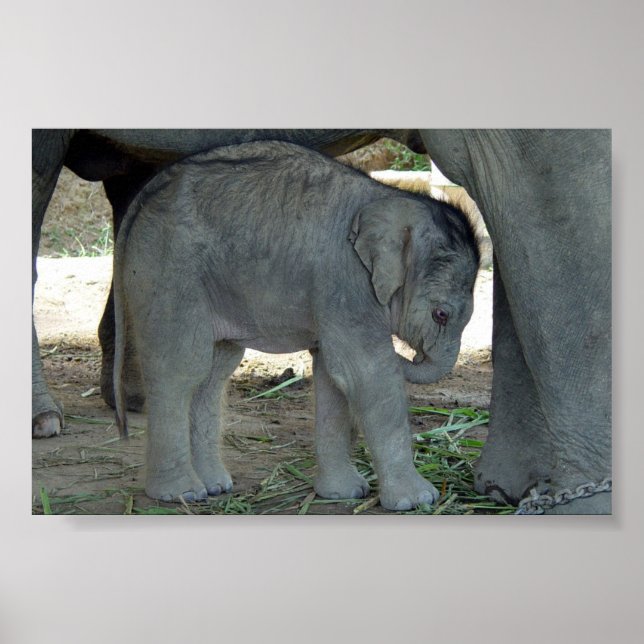 Affiches Bébé Eléphant Imprimer (Devant)