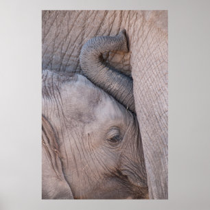 Affiches Bébé Eléphant Snuggets