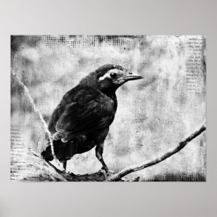 Affiches Bébé Grackle