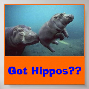 Affiches bébé-hippo, des hippopotames ? ?