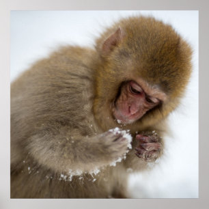 Affiches Bébé Japonais Macaque Singe des neiges