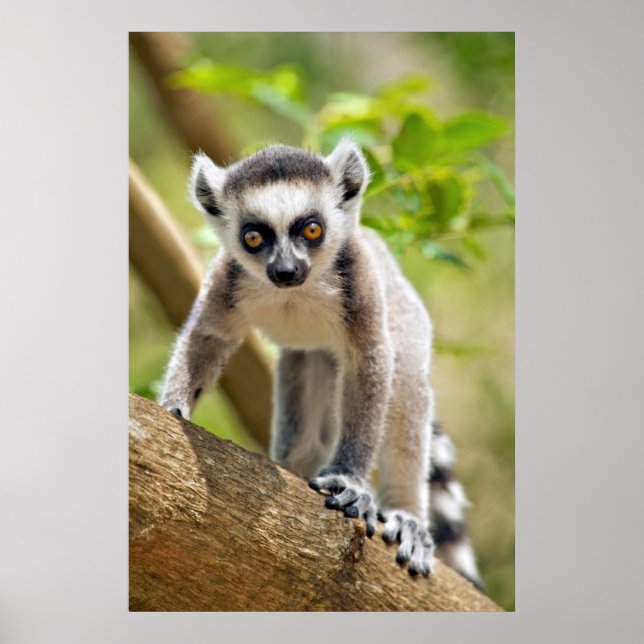Affiches Bébé lémurien à queue annelée (Devant)
