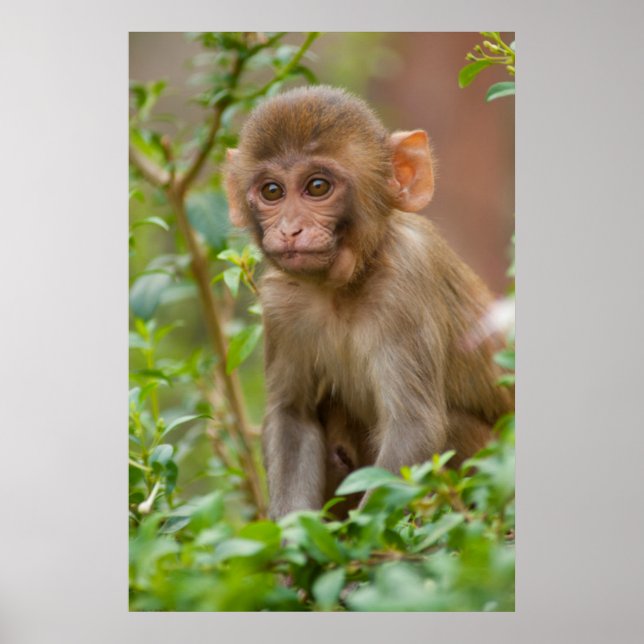 Affiches Bébé Macaque Rhésus, Temple du Singe, Jaipur (Devant)