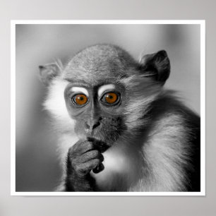 Affiches Bébé Mangabey Singe