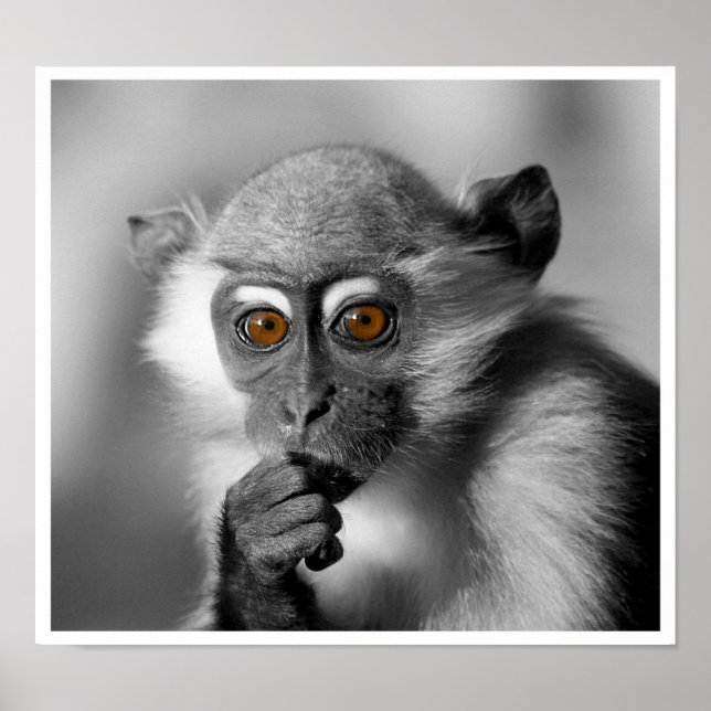 Affiches Bébé Mangabey Singe (Devant)