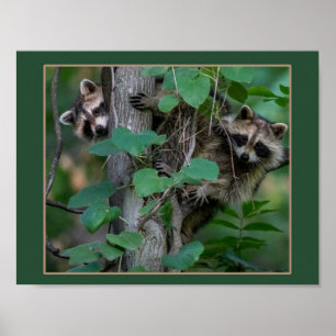 Affiches Bébé mignon Raccoons