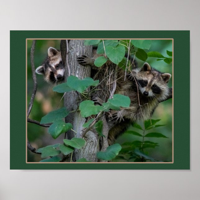 Affiches Bébé mignon Raccoons (Devant)
