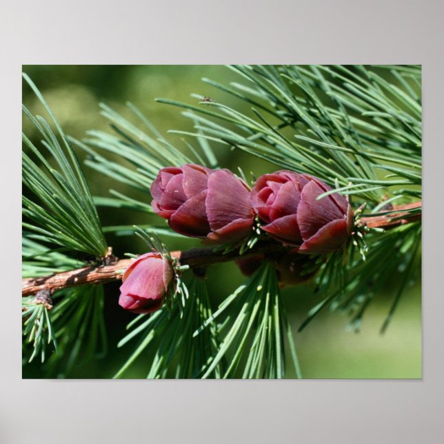 Affiches Bébé Miniature Pine Cônes Nature (Devant)