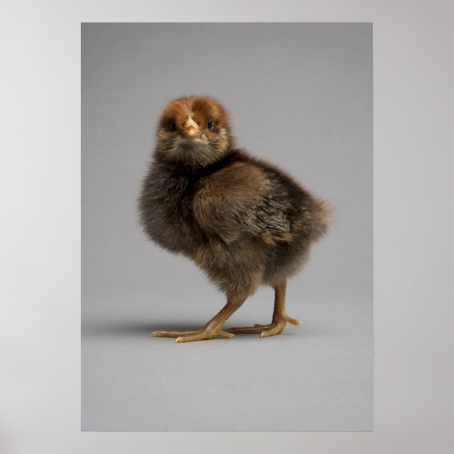 Affiches Bébé poulet (Devant)