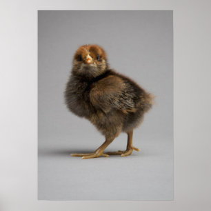 Affiches Bébé poulet