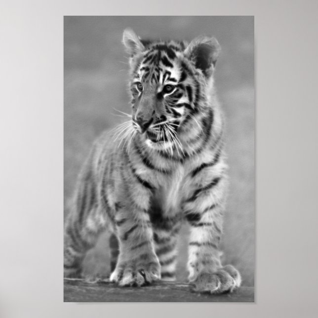 Affiches Bébé Tigre en noir et blanc (Devant)