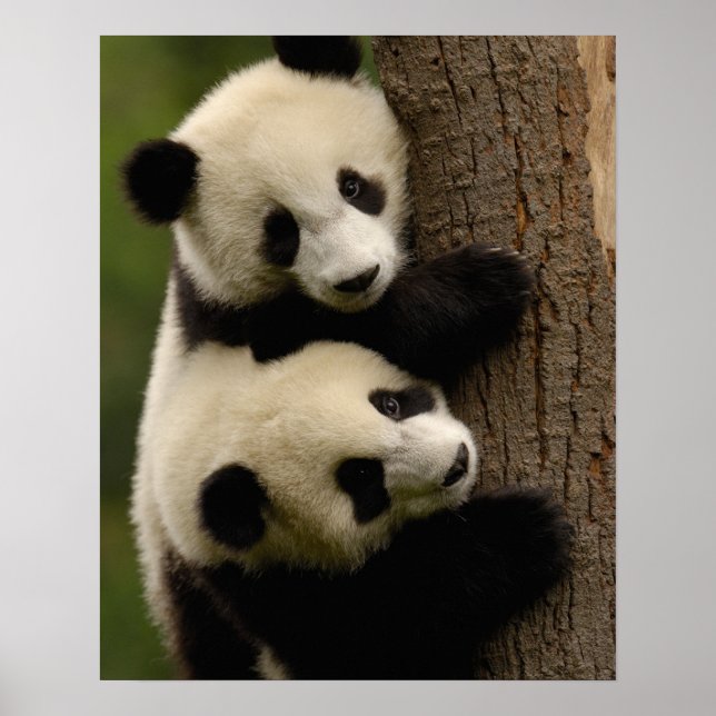Affiches Bébés panda géants (Ailuropoda melanoleuca) 2 (Devant)