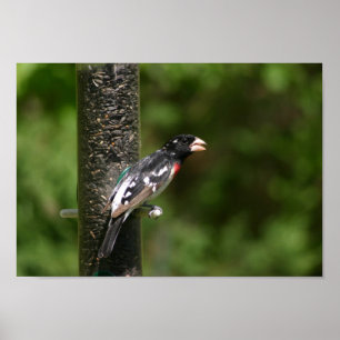 Affiches Bécasseau à poitrine rose