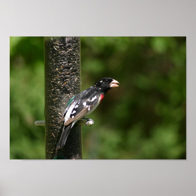 Affiches Bécasseau à poitrine rose (Devant)