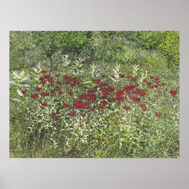Affiches Bee Balm (Bergamont) en août (Devant)