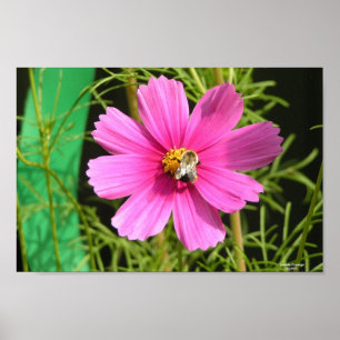 Affiches Bee On A Cosmos Photo Print