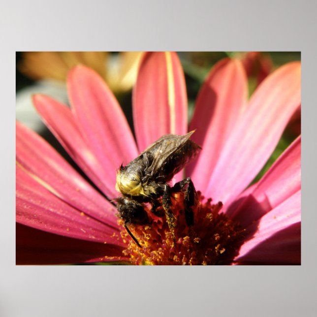 Affiches Bee on a Rain Daisy (Devant)