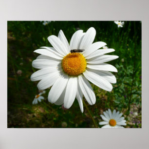 Affiches Bee on Daisy Alaskan Summer Nature