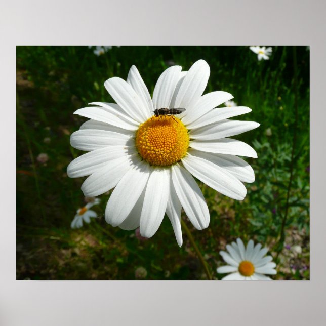 Affiches Bee on Daisy Alaskan Summer Nature (Devant)