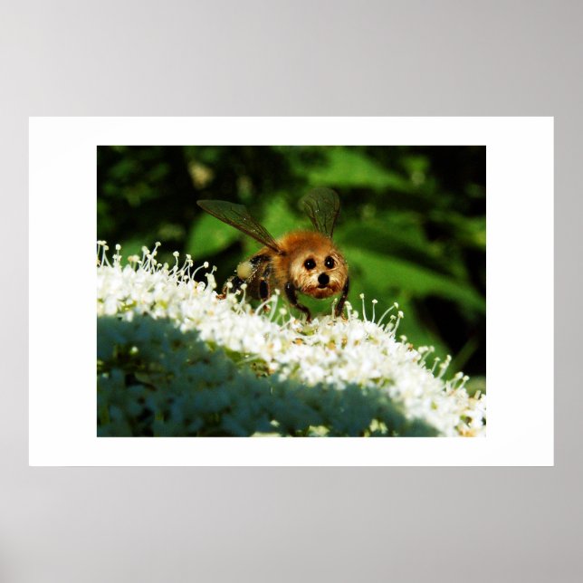 Affiches Beeog (Devant)