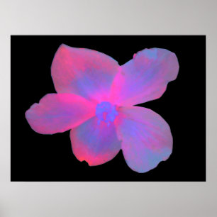 Affiches Bégonia Fluorescent