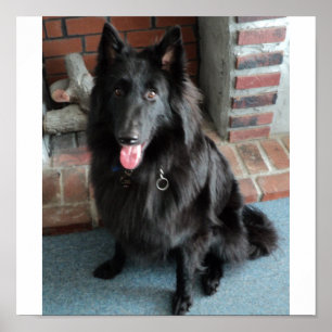 Affiches Belgian Shepherd aka "The Black Wolf"