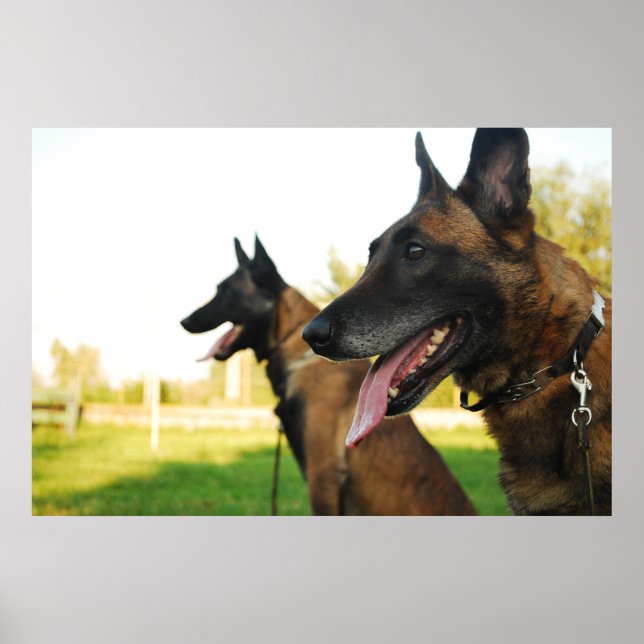 Affiches belgian shepherd malinois (Devant)