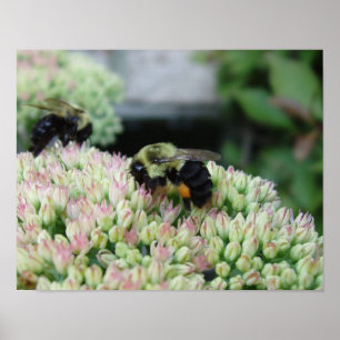 Affiches Belle abeille alimentaire