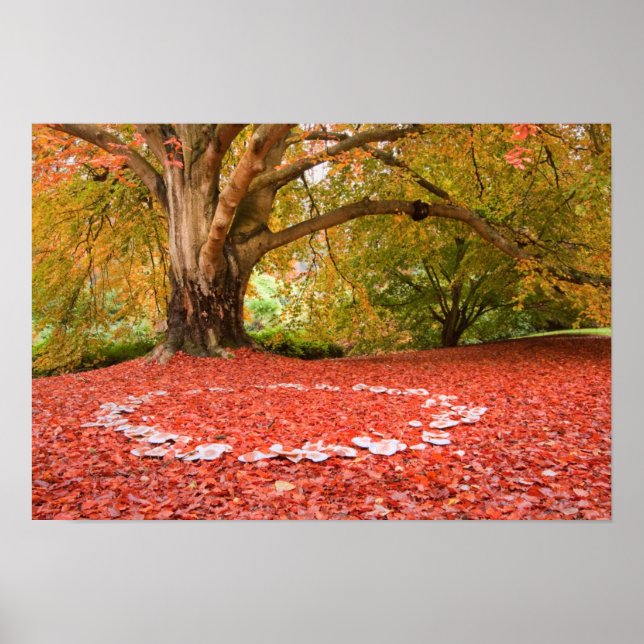 Affiches Belle Automne Automne Nature Fée Bague (Devant)