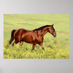 Affiches Belle Baie Horse