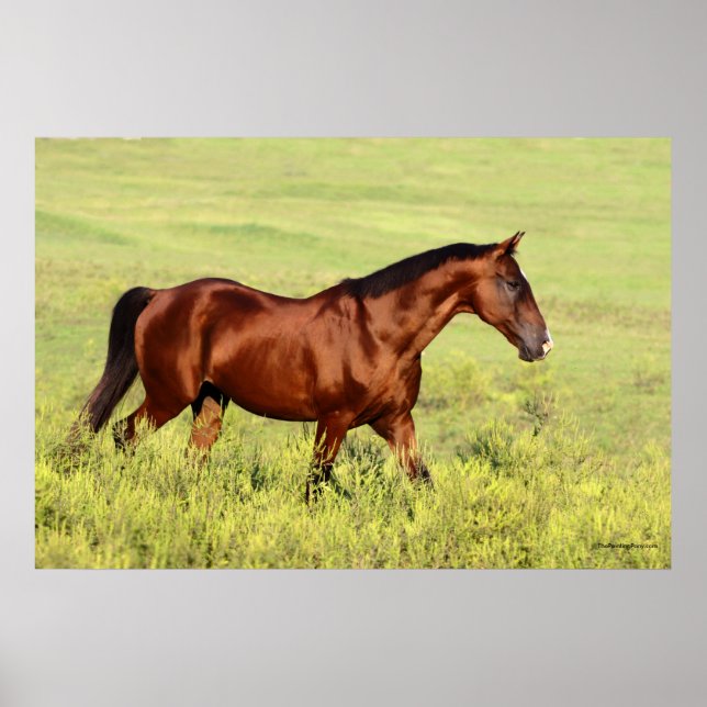 Affiches Belle Baie Horse (Devant)