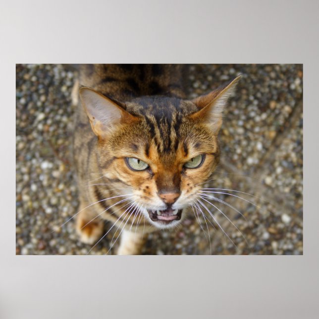 Affiches Belle Chat Bengale (Devant)