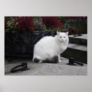 Affiches Belle Chat Blanc Sur Une Grave