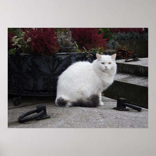 Affiches Belle Chat Blanc Sur Une Grave (Devant)