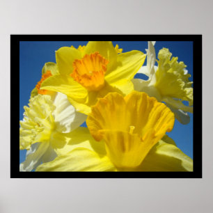 Affiches Belle collection d'art floral estampes Daffodiles