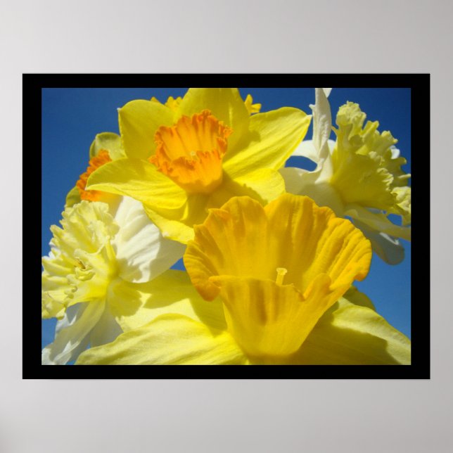 Affiches Belle collection d'art floral estampes Daffodiles  (Devant)