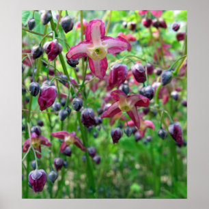 Affiches Belle Epimedium Fleurs et bourgeons Printemps Phot