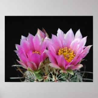Affiches Belle Fleur de Cactus