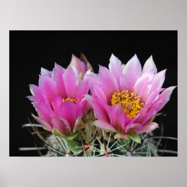 Affiches Belle Fleur de Cactus (Devant)