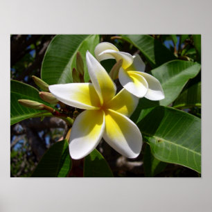 Affiches Belle fleur jaune-blanche de Plumeria