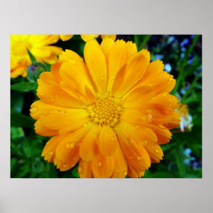 Affiches belle fleur marguerite jaune