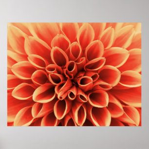 Affiches Belle Fleur Orange Dahlia
