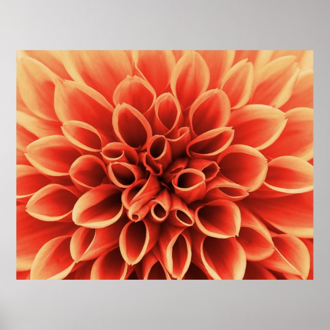 Affiches Belle Fleur Orange Dahlia (Devant)