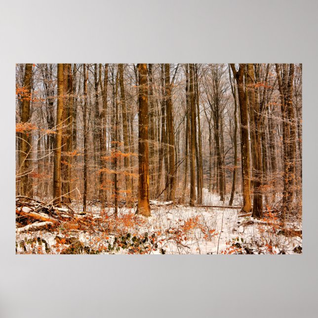 Affiches Belle forêt d'hiver avec neige (Devant)