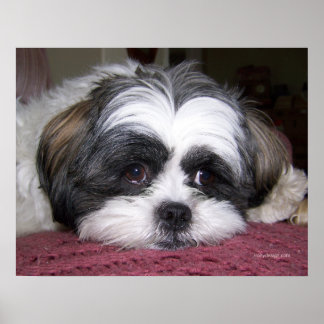 Affiches Belle Le Chien Chih Tzu