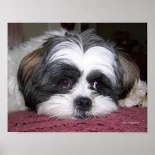 Affiches Belle le chien Shih Tzu