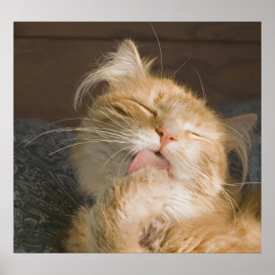 Affiches Belle Maine Coon Cat Preening Photo